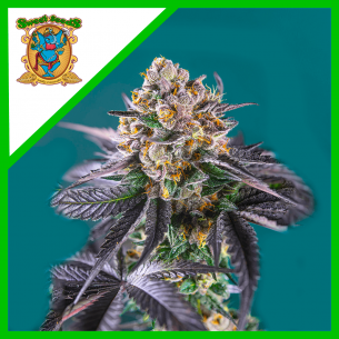 RED STRAWBERRY BANANA AUTO® X3+1-SWEET SEEDS